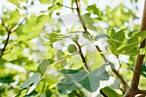 Fig trees, small fruits. Ripening figs on tree