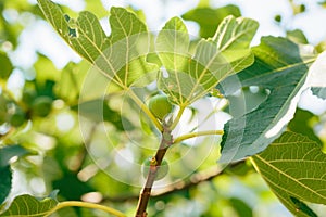 Fig trees, small fruits. Ripening figs on tree