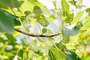 Fig trees, small fruits. Ripening figs on tree