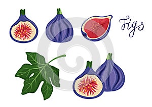 Fig vector cartoon elements and lettering set. Exotic fruit, fig leaf, cut figs, half and quarter. Purple, red, and