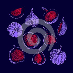 Fig vector set. Natural sweet fruit. Sketch print