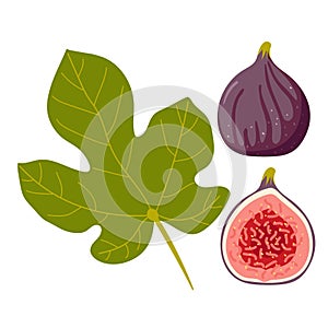 Fig, whole and half, leaf isolated on white. Summer tropical fruit for healthy lifestyle. Purple whole and section
