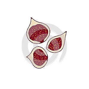 Fig, whole and sliced. Sweet fruit. Food and drink. Set of Abstract vector illustrations. Summer trendy simple icons