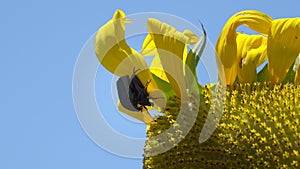 Figeater Beetles Mating on a Sunflower