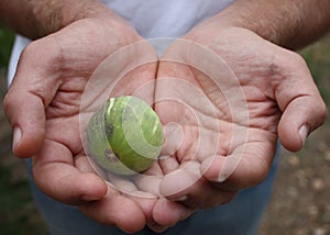 Figfruit in hands
