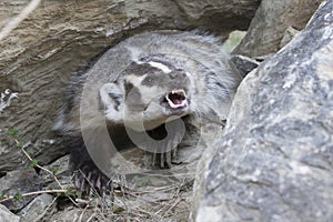 The fight is on with american badger