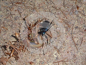 Fight of a big black bug beetle with a slug