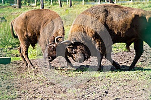 Fight bison.