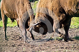 Fight bison.