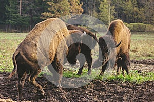 Fight bison in the wild powerful horn attack mating dirty grass photo