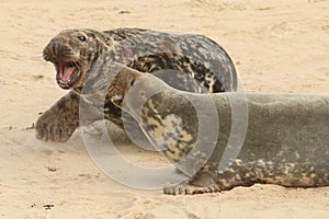 A fight breaks out when a large bull Grey Seal Halichoerus grypus gets too close to a female with her newly born pup.