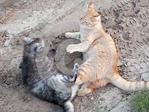 a fight of cats in full swing