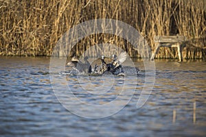 Fight between coots