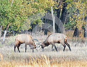 Fight For Dominance photo