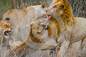 Fight in the family of lions. National Park. Kenya. Tanzania. Masai Mara. Serengeti.