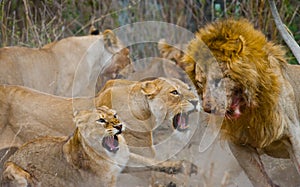 Fight in the family of lions. National Park. Kenya. Tanzania. Masai Mara. Serengeti.