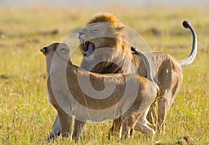 Fight in the family of lions. National Park. Kenya. Tanzania. Masai Mara. Serengeti.