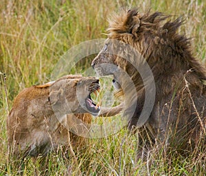 Fight in the family of lions. National Park. Kenya. Tanzania. Masai Mara. Serengeti.