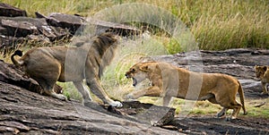 Fight in the family of lions. National Park. Kenya. Tanzania. Masai Mara. Serengeti.