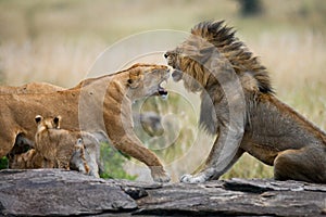 Fight in the family of lions. National Park. Kenya. Tanzania. Masai Mara. Serengeti.