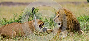 Fight in the family of lions. National Park. Kenya. Tanzania. Masai Mara. Serengeti.