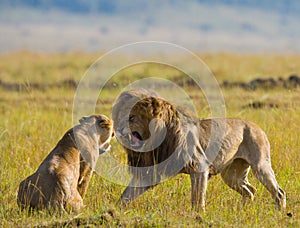 Fight in the family of lions. National Park. Kenya. Tanzania. Masai Mara. Serengeti.