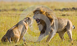 Fight in the family of lions. National Park. Kenya. Tanzania. Masai Mara. Serengeti.