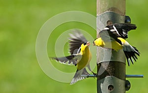 Fight at a feeder