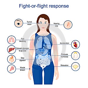 Fight-or-flight-or-freeze.  acute stress response