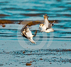 Fight in flight--Plovers fighting in the air