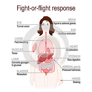 Fight-or-flight response. stress response system photo