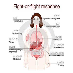 Fight-or-flight response. stress response system