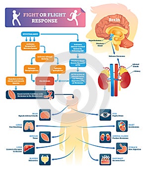 Fight or flight response vector illustration. Labeled organ response scheme