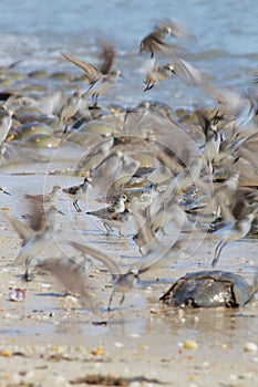 Fight or Flight Semipalmated Sandpipers and Spawning Horseshoe Crabs  on Delaware Bay Beach