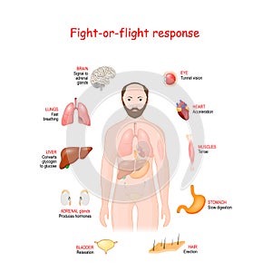 Fight-or-flight. Stress response