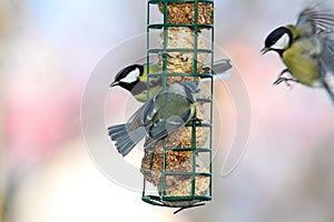 Fight for food at lard feeder