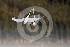 Fight of great egrets