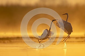 Fight of Great egrets