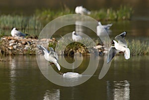 Fight gulls on a place on the island