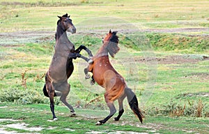 Fight of horses