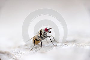 Daily fight of insects for survival photo