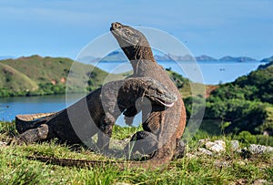 The Fight of Komodo dragons for domination.