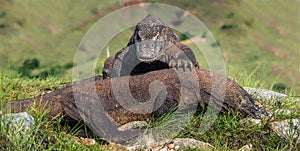 Fight of Komodo dragons for domination.