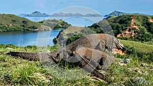 The Fight of Komodo dragons Varanus komodoensis for domination