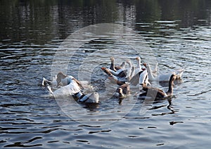 Fight of leaders of goose pack