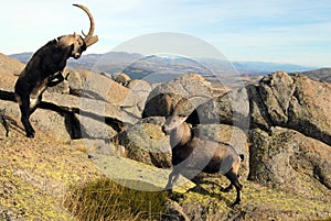 Fight in male mountain Gredos photo