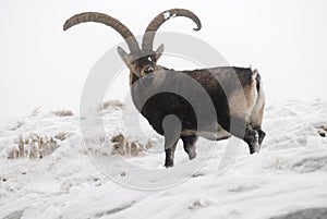 Fight in male mountain Gredos photo