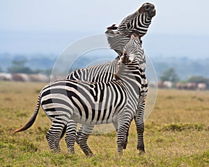 Fight between a plains zebra and a plains-Grevy`s zebra hybrid