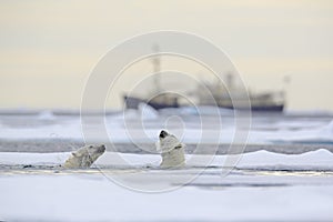 Fight of polar bears in water between drift ice with snow, blurred cruise chip in background, Svalbard, Norway