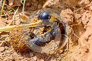 Fight of Scarabaeus sacer of Sacred Scarab on ground